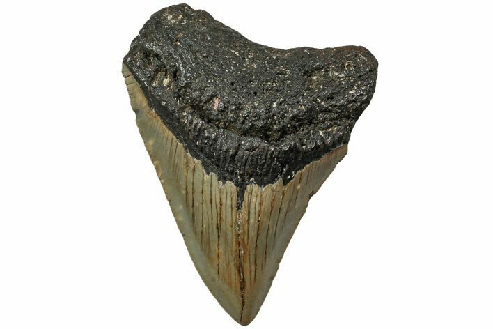 Fossil Megalodon Tooth - North Carolina #190752